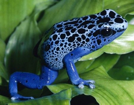 blue_poison_dart_frog.jpg