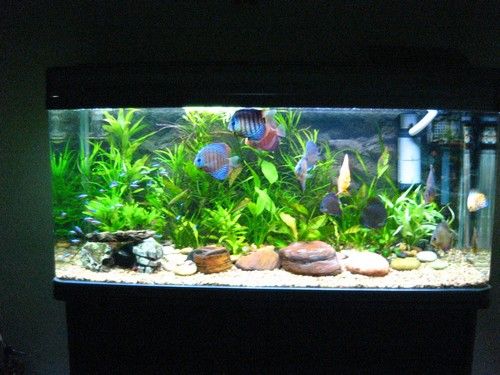 discus-aquarium-4.jpg